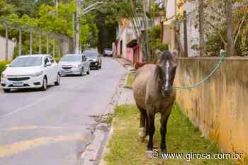 ​Cotia: com a apoio da Guarda Civil Ambiental, dois cavalos abandonados são resgatados no Parque Rincão - Giro S/A