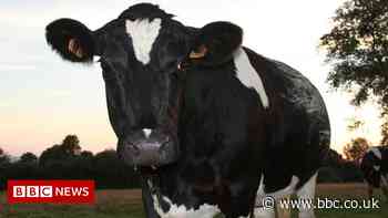 Man who illegally slaughtered cow at Lancashire farm fined