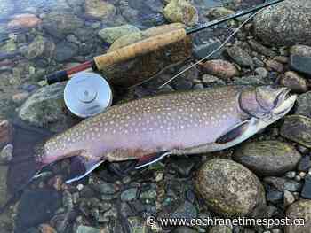 Spring a season of discovery and reassurance - Cochrane Times Post