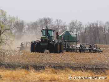 Soil conditions ideal for canola seeding - CochraneNow.com