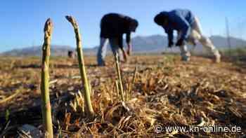 Stangen mit Sprengkraft: Wie der Spargel nach Amerika kommt