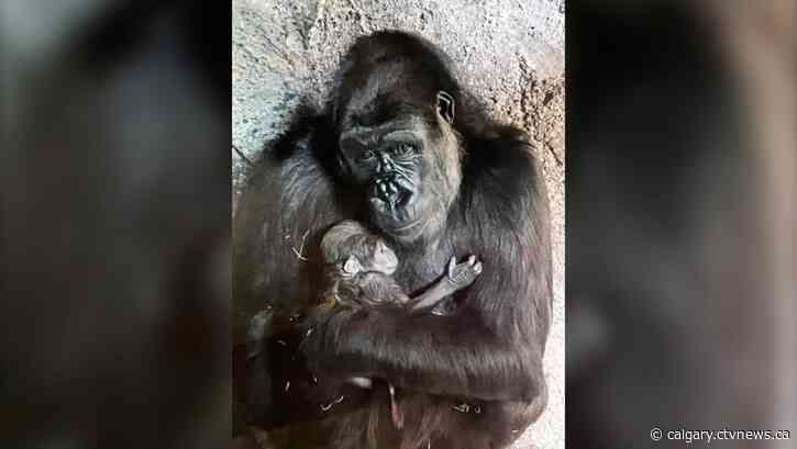 Calgary Zoo asks for help naming new gorilla infant