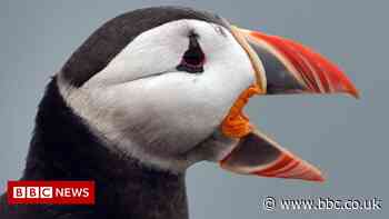 Farne Islands' puffin count resumes after Covid hiatus