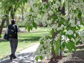 COVID-19 Live Updates: News on coronavirus in Calgary for May 25 - Calgary Herald