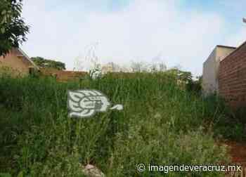 En Misantla, piden a autoridades prevenir dengue y limpiar predios - Imagen de Veracruz