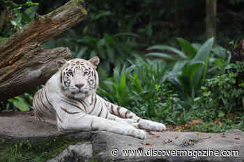 The Complicated Story of the White Tiger