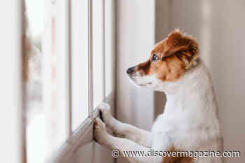 How Does Your Dog Understand You?