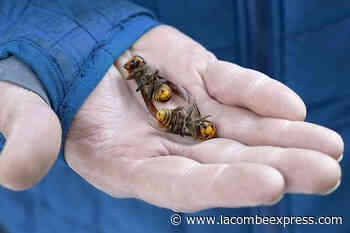 US scientists will set 1,000 traps for murder hornets this year - Lacombe Express