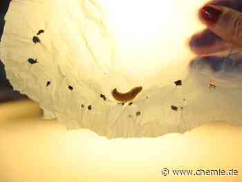 Speichel von Wachsmotten enthält Enzyme, die Plastik abbauen können