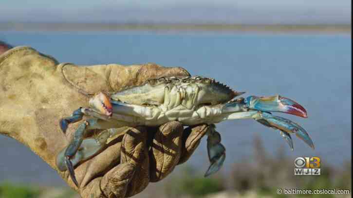 Fewer Blue Crabs In The Chesapeake Bay “Continue A Worrying Trend”