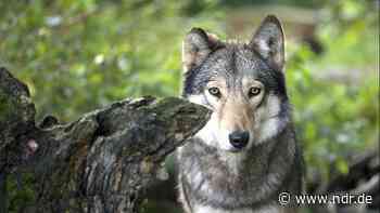 Wolfstour für Kinder durch die Heide | NDR.de - Nachrichten - NDR.de