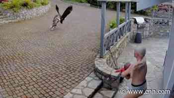 See breastfeeding mom save pet goose from bald eagle