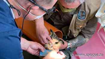 Zahnarzt klebt Schnabelspitze wieder an: Uhu für den Uhu - DER SPIEGEL