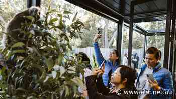 'Super-luxe' international tourists put regional NSW on map