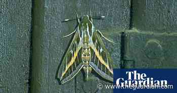 Unexpected influx of striped hawkmoths hits southern England