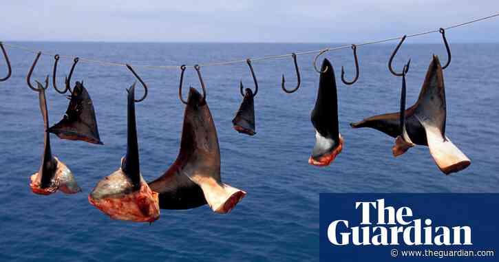 MSC orders inquiry into shark finning on tuna vessels in the Pacific