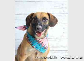 Adopt a dog - Rosebank Killarney Gazette