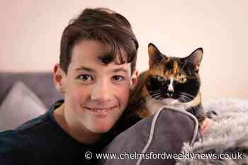 Anxiety-fighting felines and hospice companions nominated in National Cat Awards - Chelmsford Weekly News