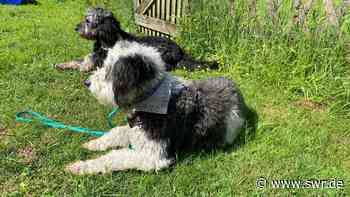 Ehemalige Straßenhunde beschäftigen Polizei Mannheim - SWR Aktuell