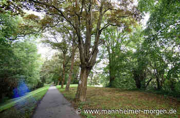 Wie es am Rheindamm in Mannheim-Lindenhof weitergeht - Mannheim: Lindenhof - Nachrichten und Informationen - Mannheimer Morgen