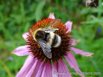 Gardening with Dave Allan: A little bit of care in your plot can help our wee beasties - HeraldScotland