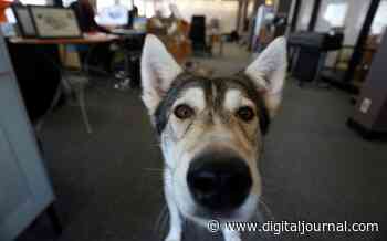 Success in detecting coronavirus in crowds using sniffer dogs - Digital Journal