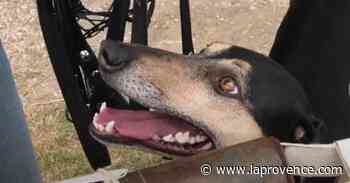 Vidéo : les lévriers du cynodrome de Monteux, champions de France de racing - La Provence