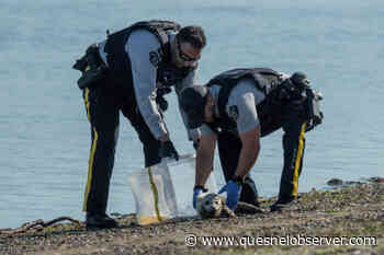 Seal pup 'Timbit' rescued from BC shoreline – Quesnel Cariboo Observer - Quesnel - Cariboo Observer
