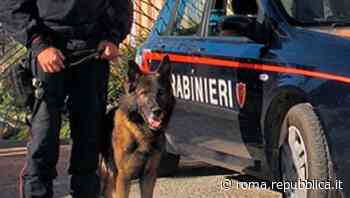 Il cane carabiniere Gispy a caccia di droga a Colleferro: due arresti e una denuncia - Repubblica Roma