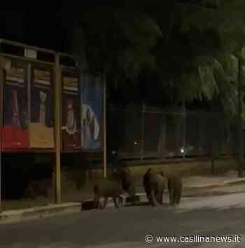 Colleferro, branco di cinghiali avvistato in pieno centro abitato - Casilina News