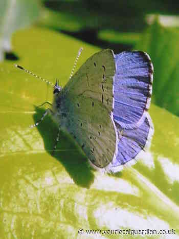 Nature Notes: Enjoying the spring butterflies