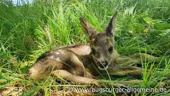 Aichach-Friedberg: Verein Rehkitzrettung unterstützt Landwirte in der Region | Aichacher Nachrichten - Augsburger Allgemeine