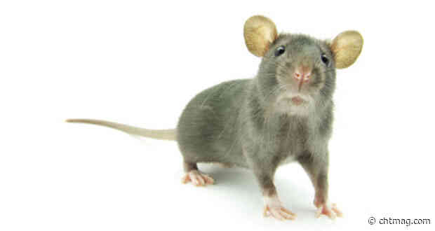 Rentokil Pest Control launches intelligent internal rat control solution