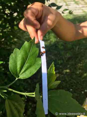 Alba affida a 5.600 coccinelle la difesa biologica integrata di alberi e piante - www.ideawebtv.it - Quotidiano on line della provincia di Cuneo - IdeaWebTv