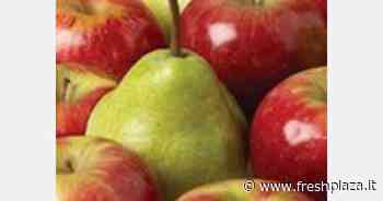 Mele e pere neozelandesi: previsto un calo del 12 per cento rispetto alla stima pre-stagionale - Freshplaza.it