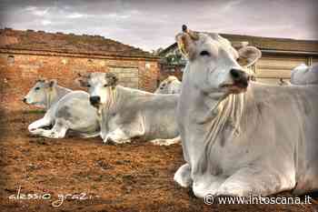 Cento anni dalla bonifica dell'alto Valdarno: il 28 maggio è il Valdichiana day - intoscana - InToscana