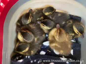 Adorable ducklings rescued from Deptford rooftop