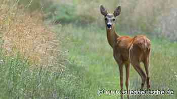 Junge Bäume im Berliner Wald leiden massiv unter Rehwild - Süddeutsche Zeitung - SZ.de