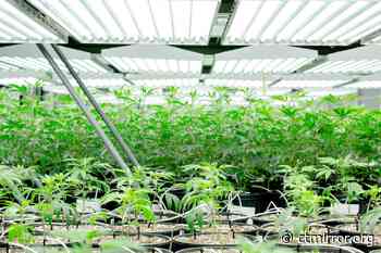 Legislators approve mold regulation changes for medical marijuana - The Connecticut Mirror