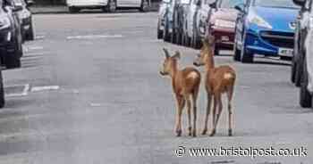 Two deer spotted in Horfield roaming streets