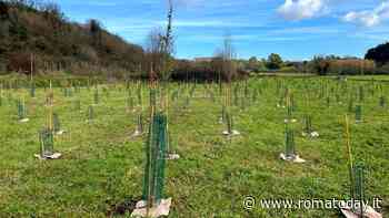 Riserva Decima-Malafede, piantati oltre 3mila nuovi alberi