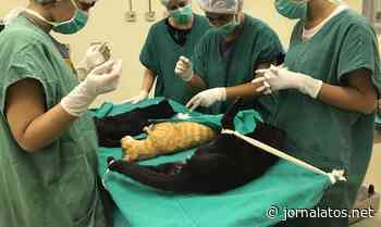 Lorena retoma vacinação antirrábica de cães e gatos - Jornal Atos