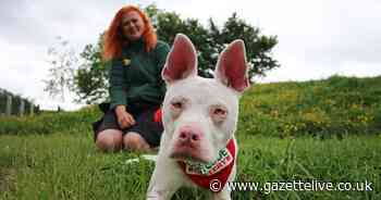 Deaf pup Blue is searching for his happy forever home - could you help?