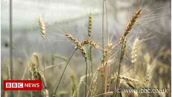 Government sends gene-edited food bill to Parliament