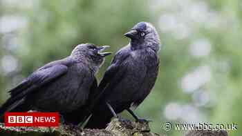 'Democratic' jackdaws use noise to make decisions