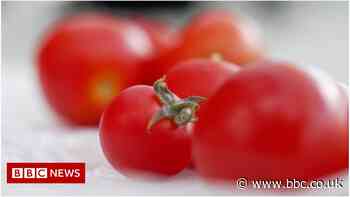 Gene-edited tomatoes could soon be sold in England