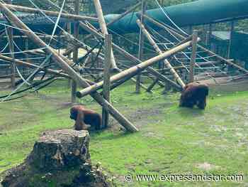 Dudley Zoo orangutans enjoy brand new £500000 enclosure - Express & Star