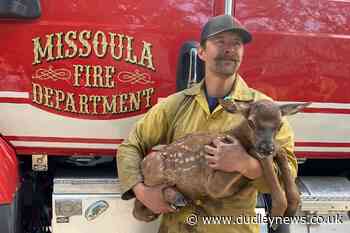 Firefighters rescue Cinder the elk calf from fire's ashes - Dudley News