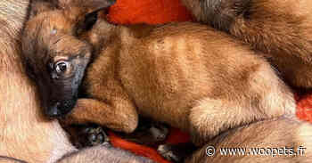 21 Malinois retrouvés enfermés dans une maison près de Dax doivent encore se battre pour retrouver la santé - Woopets