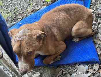 Police seek info on malnourished dog abandoned in Crescent Township - TribLIVE